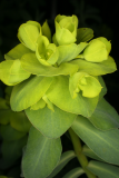 Euphorbia nicaeensis RCP4-09 138.jpg